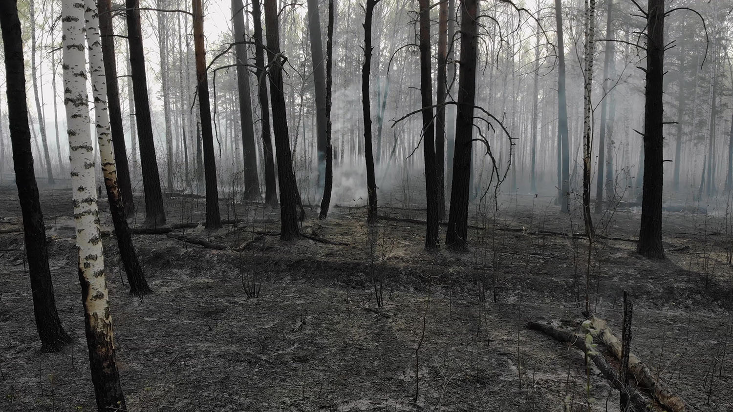 bosque quemado galicia reforestación