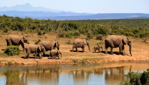 Eefantes-safari-Tanzania