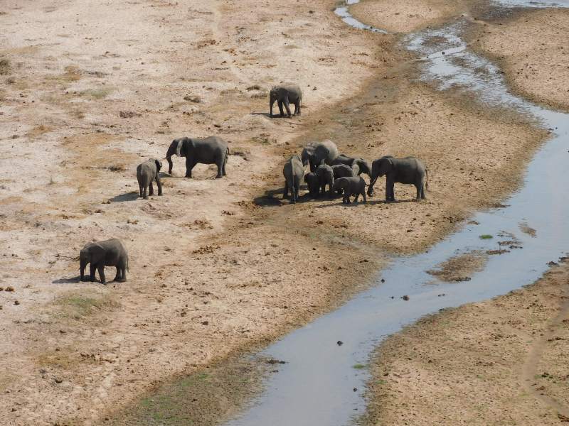 Elefantes durante este viaje sostenible a Tanzania