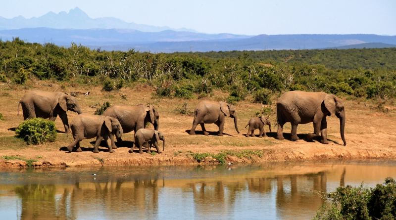 Elefantes durante el viaje en grupo a Tanzania