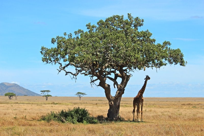 Safari en grupo Tanzania