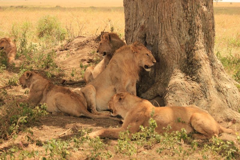 Leones-Serengueti