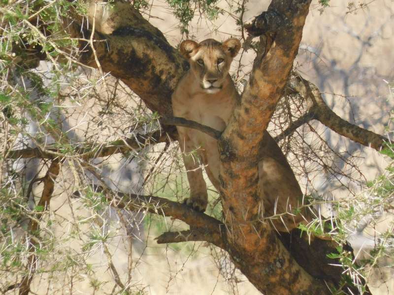 León durante el viaje a Tanzania