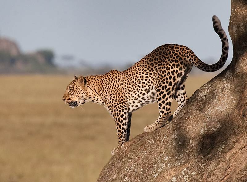 Leopardo del Serengueti, en el viaje a Tanzania