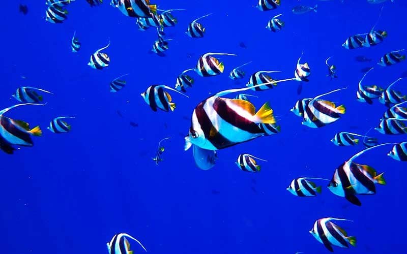 maldivas peces