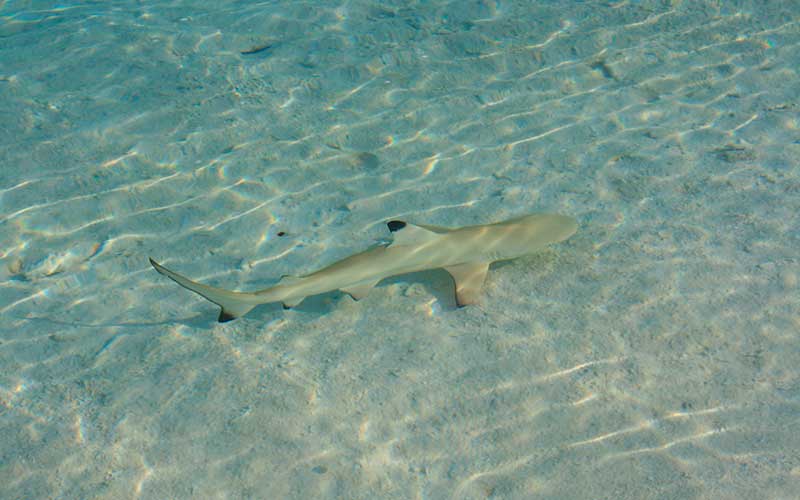 maldivas tiburon