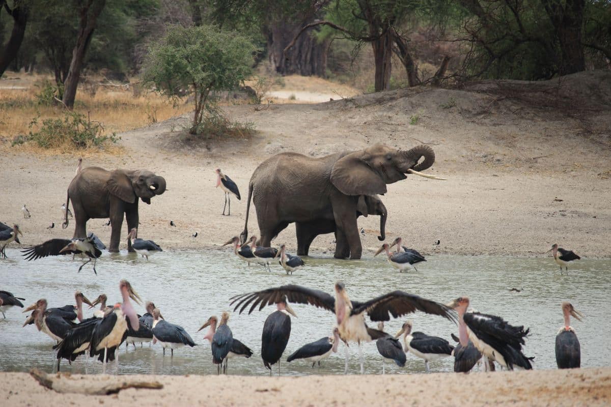 viaje-Tanzania