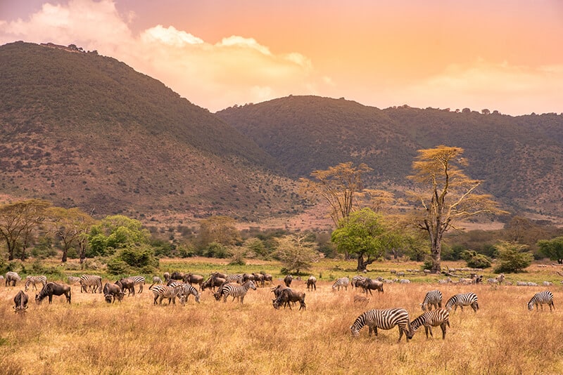 ngorongoro