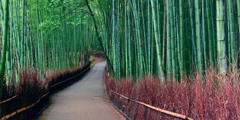 2678 (1) (1) (1) Viaje a Japón